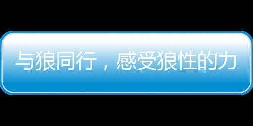 与狼同行，感受狼性的力量